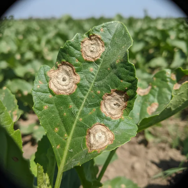 Fungal disease pressure & crop rotation